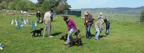 Termine | Wittlicher Hundeschule