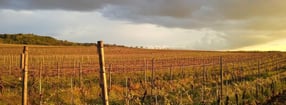 Aktuell | Weingut Kronenhof