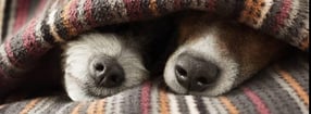 Termine | Hunde-Reporter