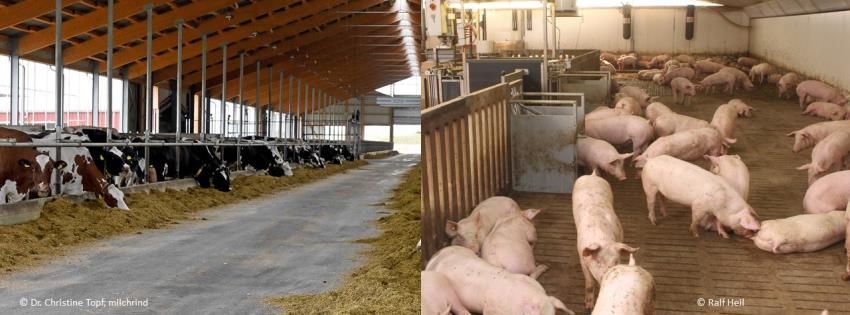 Aktuell | Bundesverband Rind und Schwein e.V.