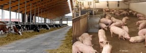 Bilder | Bundesverband Rind und Schwein e.V.