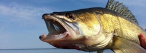 Impressum | Boddenabenteuer & Boddenfishing
