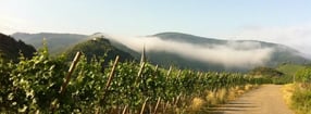 Aktuell | Mayschoss/Ahr Touristinformation