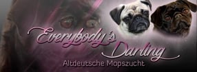 Aktuell | Everybody's Darling, altdeutsche Mopszucht
