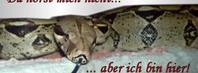 Aktuell | Boa Constrictor Imperator