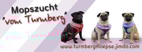Anmelden | Mopszucht vom Turmberg