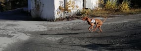 Aktuell | Rettungshundestaffel DonauWald e.V.