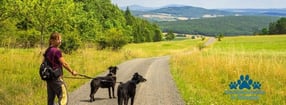 Anmelden | Hundewandern in Franken