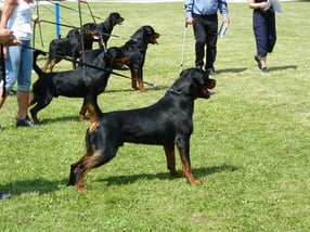 Impressum | ADRK Rottweiler Zwinger von den Wichtelhäusern