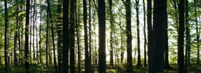 Aktuell | Bäume