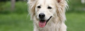 Impressum | Hundeschule Wolfsherz