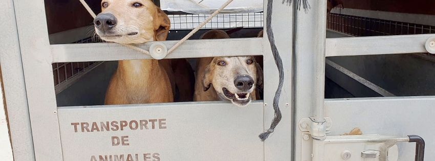 Impressum | TSV Galgo-Friends e.V.