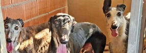 Anmelden | TSV Galgo-Friends e.V.