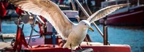Videos | Ostfriesland-Online