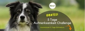 4Pfoten on Tour - Hundeschule Schauenburg