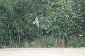 Aktuell | Falken ultima - Alfred Berg