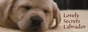 Impressum | Lovely Secrets Labradors