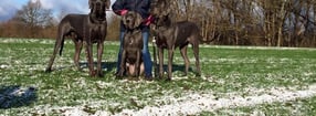 Aktuell | Doggen vom Wernerseck
