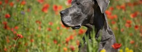 Termine | Deutsche Doggen v.d. Fränkischen Schweiz