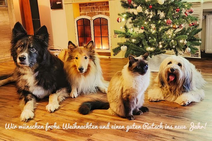 Aktuell | Jochen Scholz Hundetraining Liveblog