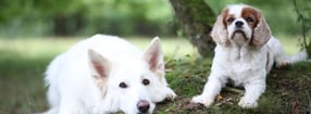 Termine | Martin Rütters DOGS - Zentrum für Menschen mit Hund Düren/Euskirchen