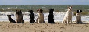 Impressum | Rütter's DOGS Zentrum für Menschen mit Hund Walldorf/Bruchsal/Sinsheim