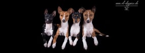 Impressum | Mangbetu's-Basenjis