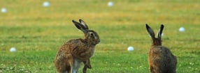 Termine | Golfpark Weidenhof