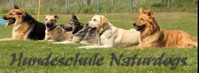 Willkommen! | Indoor & Outdoor Hundeschule- Naturdogs Zwickau
