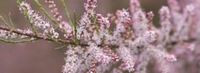 Aktuell | Hortus Haren Holland