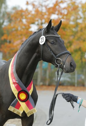 Anmelden | Trakehner Verband e.V.