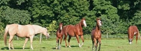 Impressum | Ventenhof