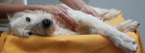 Impressum | DogsFit Hundephysiotherapie Bad Kissingen