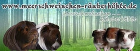 Aktuell | Meerschweinchen aus der Räuberhöhle