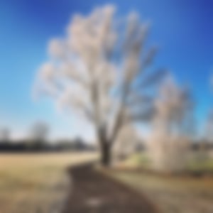 Baum mit Raureif am Kurweg in Bad Königshofen