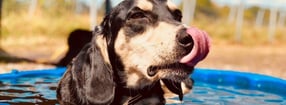 Impressum | Hundehotel Hein