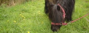Impressum | Stalhouderij Manege Vosse