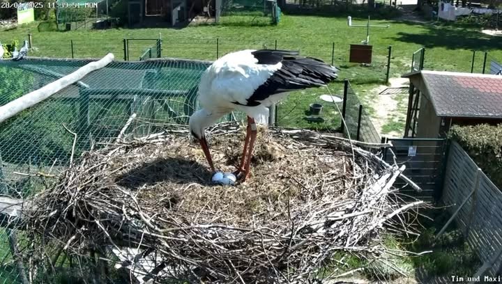 Aktuell | Vogelschutzwarte Storchenhof Loburg e.V.