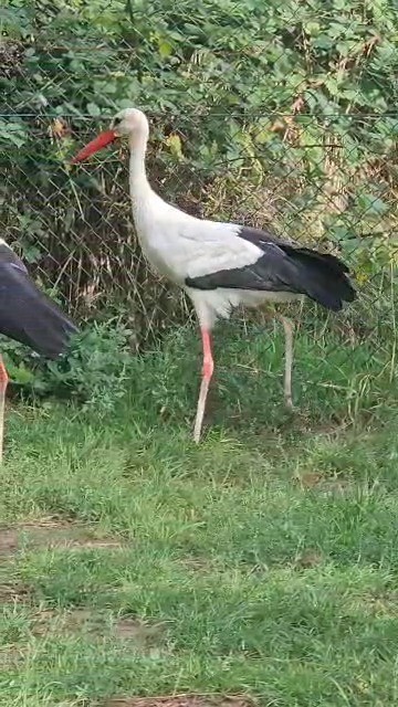 Aktuell | Vogelschutzwarte Storchenhof Loburg e.V.