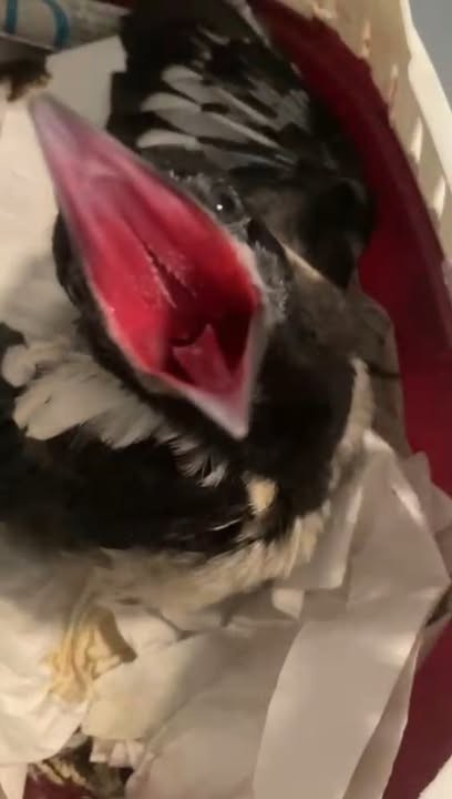 Aktuell | Vogelschutzwarte Storchenhof Loburg e.V.