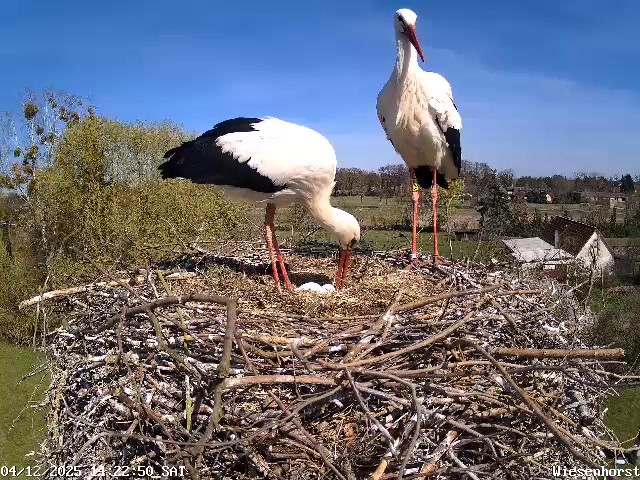 Aktuell | Vogelschutzwarte Storchenhof Loburg e.V.