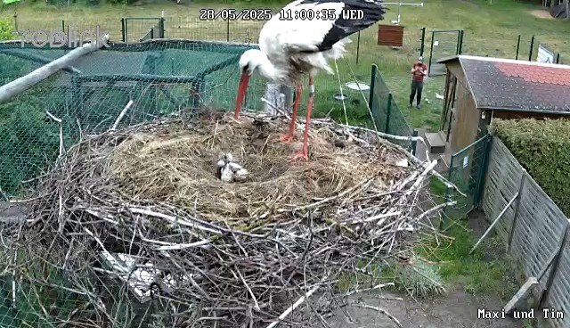 Aktuell | Vogelschutzwarte Storchenhof Loburg e.V.