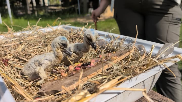 Der neue Hilfs-Storch im ersten Einsatz.