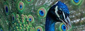 Aktuell | Tierpark im Stadtgarten Recklinghausen