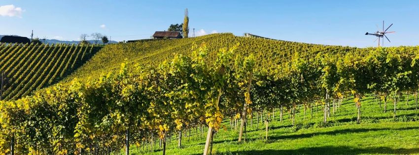 Aktuelle Termine | Weingut Buschenschank