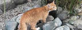 Termine | Danas Katzenpension