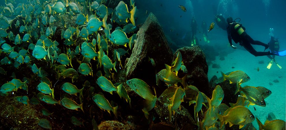Delta Phi Diving | Agenda | Delta Phi Diving
