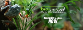Aktuell | Reptiles Plus