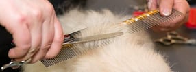 Impressum | Bundesverband der Groomer e.V.