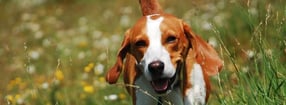 Impressum | Hundeschule Dumithund